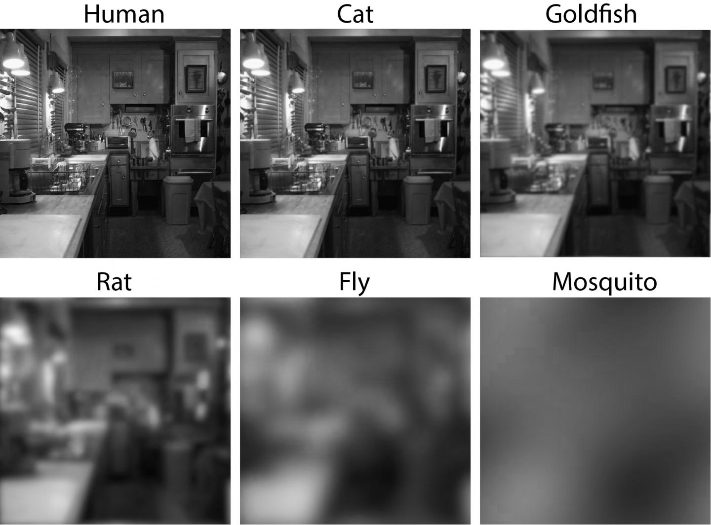 Comparable eye resolution of different animals